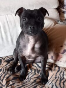 Baggy, chienne de Chrystelle — Toutou Pawse