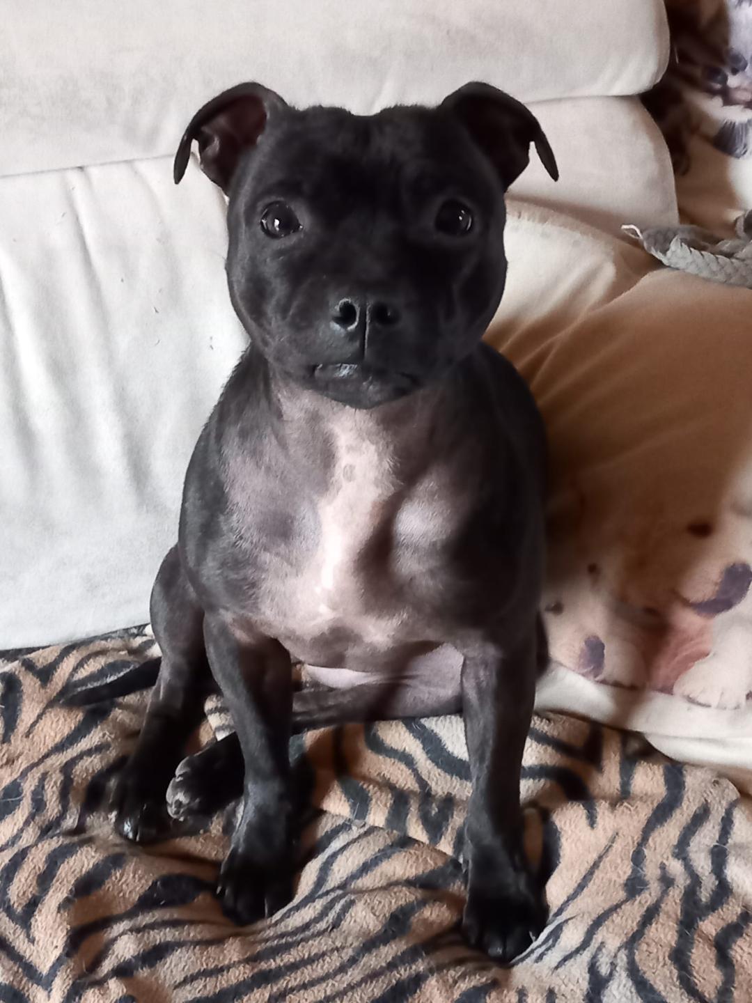 Baggy, chienne de Chrystelle — Toutou Pawse