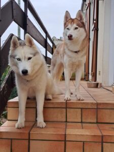Savannah et Ruby, les chiennes de Chrystelle — Toutou Pawse