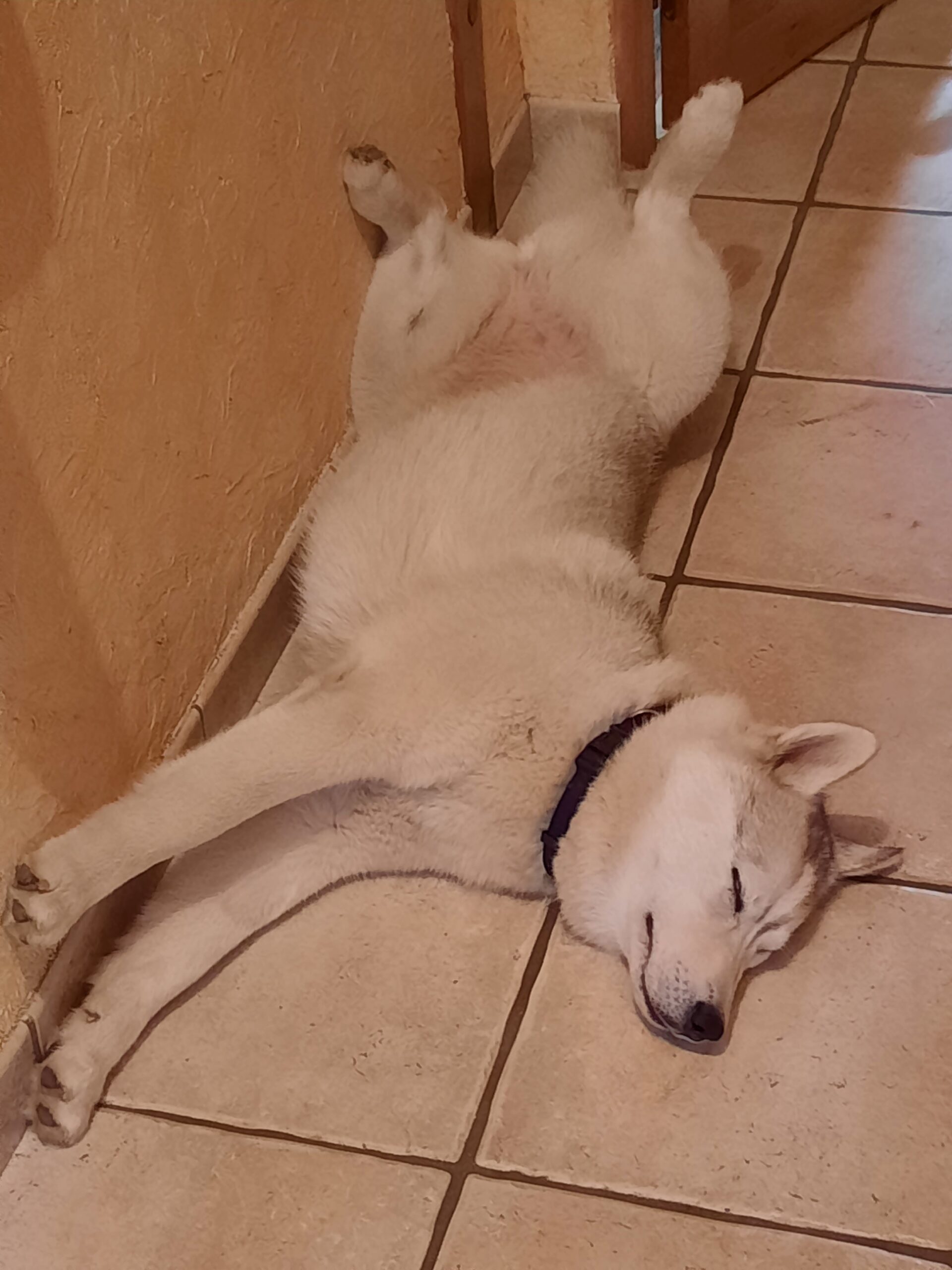 Savannah, chienne husky de Chrystelle — Toutou Pawse
