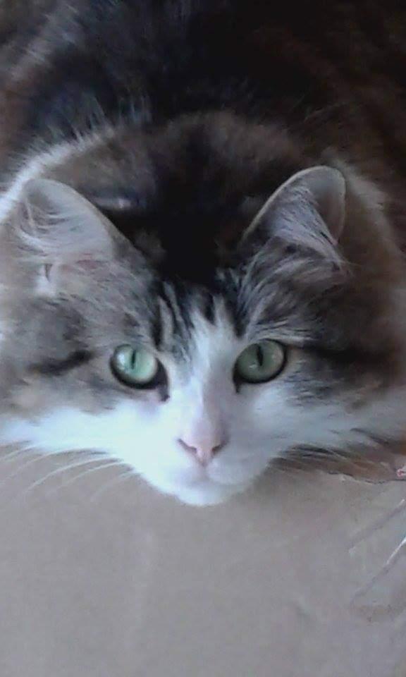 Winny, chatte de Chrystelle — Chat Trek