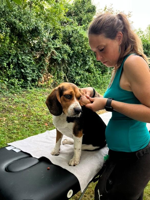 Chrystelle, praticienne en massages canins, lors d'une séance bien-être — Toutou Pawse, Pontault-Combault