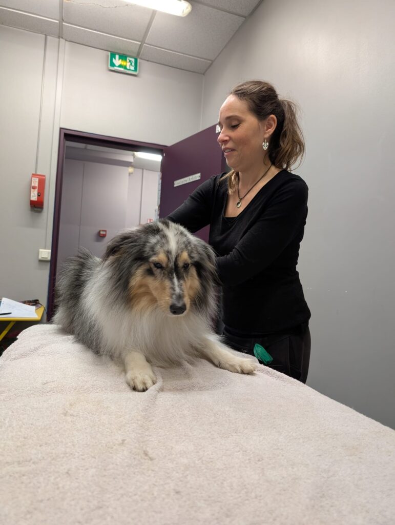 Chrystelle, praticienne en massages canins, lors d'une séance bien-être — Toutou Pawse, Pontault-Combault